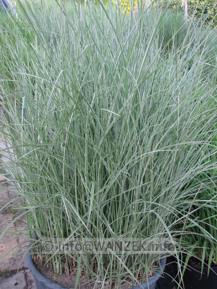 Miscanthus sinensis Morning Light 02.JPG